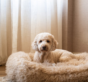 Hondenmand Tibetan Lamb Beige