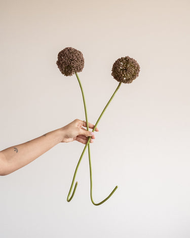 Bloomingville Faux Flower Allium Stem Brown - Things I Like Things I Love