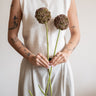 Bloomingville Faux Flower Allium Stem Brown - Things I Like Things I Love