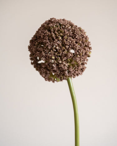 Bloomingville Faux Flower Allium Stem Brown - Things I Like Things I Love