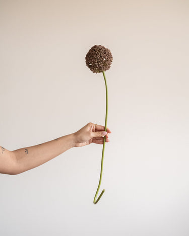 Bloomingville Faux Flower Allium Stem Brown - Things I Like Things I Love