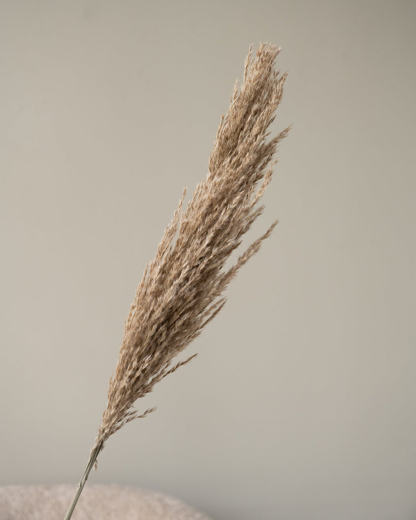 Dried Flowers Pampas Stem Natural (SET OF 3) - Things I Like Things I Love