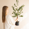 Faux Olive Tree 90cm - Things I Like Things I Love