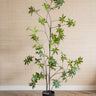Faux Tree Acer Green - Things I Like Things I Love