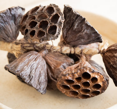 Hanging Dried Lotus - Things I Like Things I Love