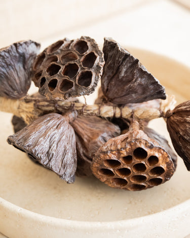 Hanging Dried Lotus - Things I Like Things I Love