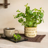 Kruidenpot Botanica Groen - Things I Like Things I Love