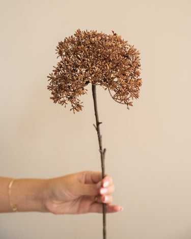 Kunstbloem Trachelium Bruin - Things I Like Things I Love