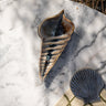 Small Plate Amaillee Shell - Things I Like Things I Love