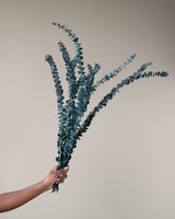 10 PCS - Getrocknet Blumen Eukalyptus Grün 