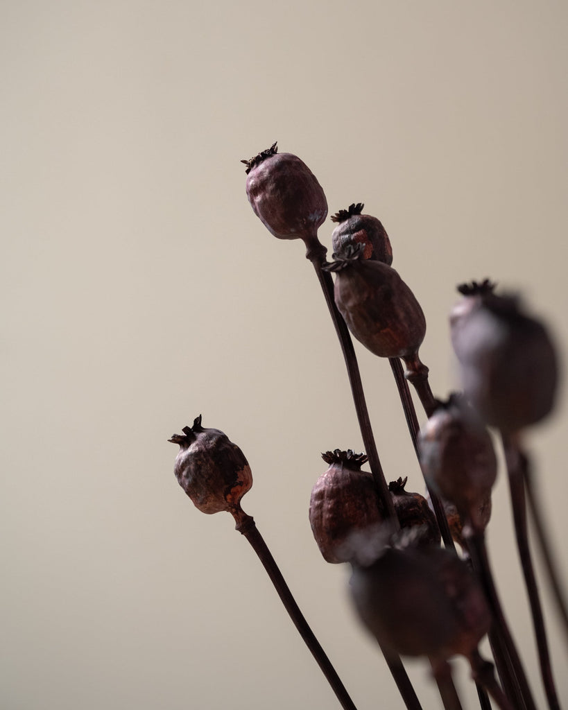Dried Flower Poppy Brown - SET OF 15 - Things I Like Things I Love